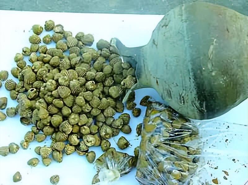 血蛤剥开好多泥,血蚶为什么要生吃呢