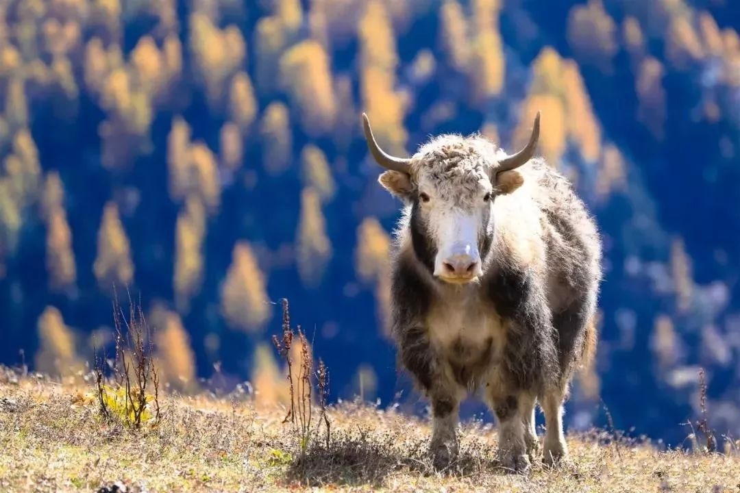 川西阿坝旅游详细攻略地图,川西阿坝旅游攻略三天