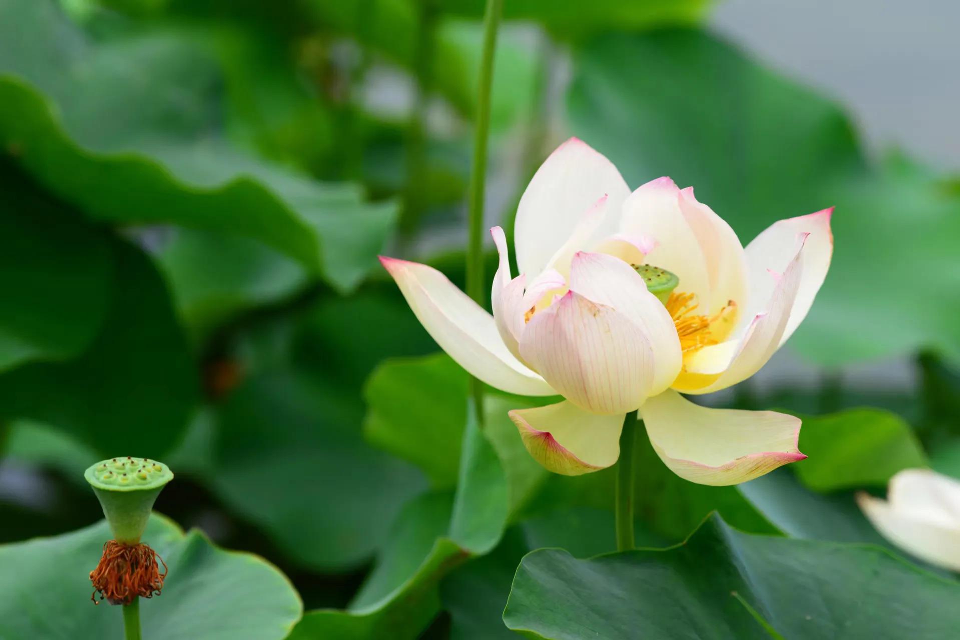 高龄胰腺癌晚期还有必要化疗吗,胰腺癌晚期医生建议不化疗