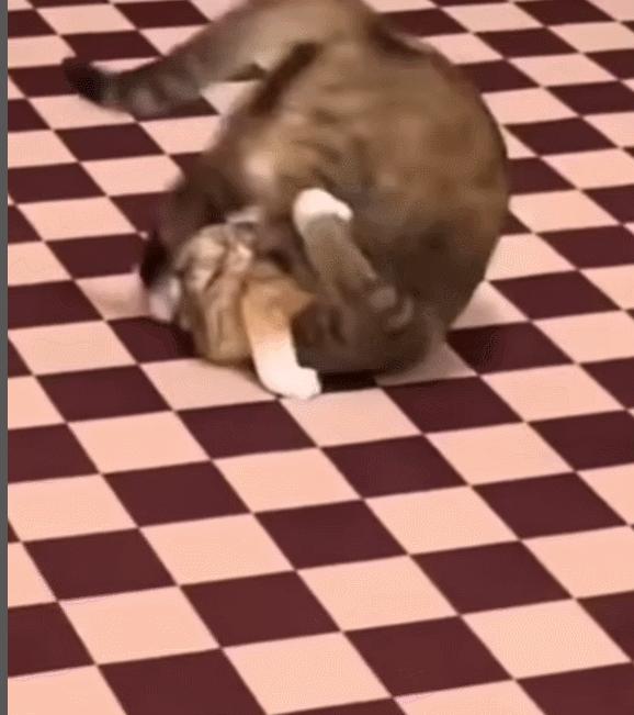 盘点那些奇怪的小猫咪搞笑的日常,盘点那些奇怪的小猫咪