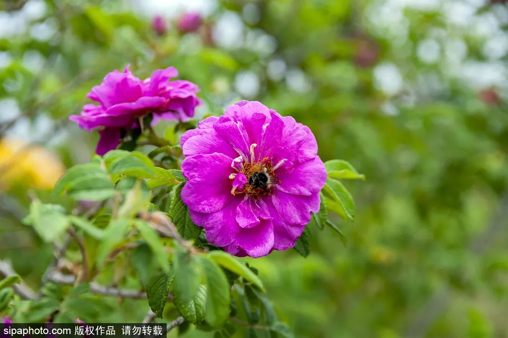 这些京郊避暑胜地,处处如入仙境!