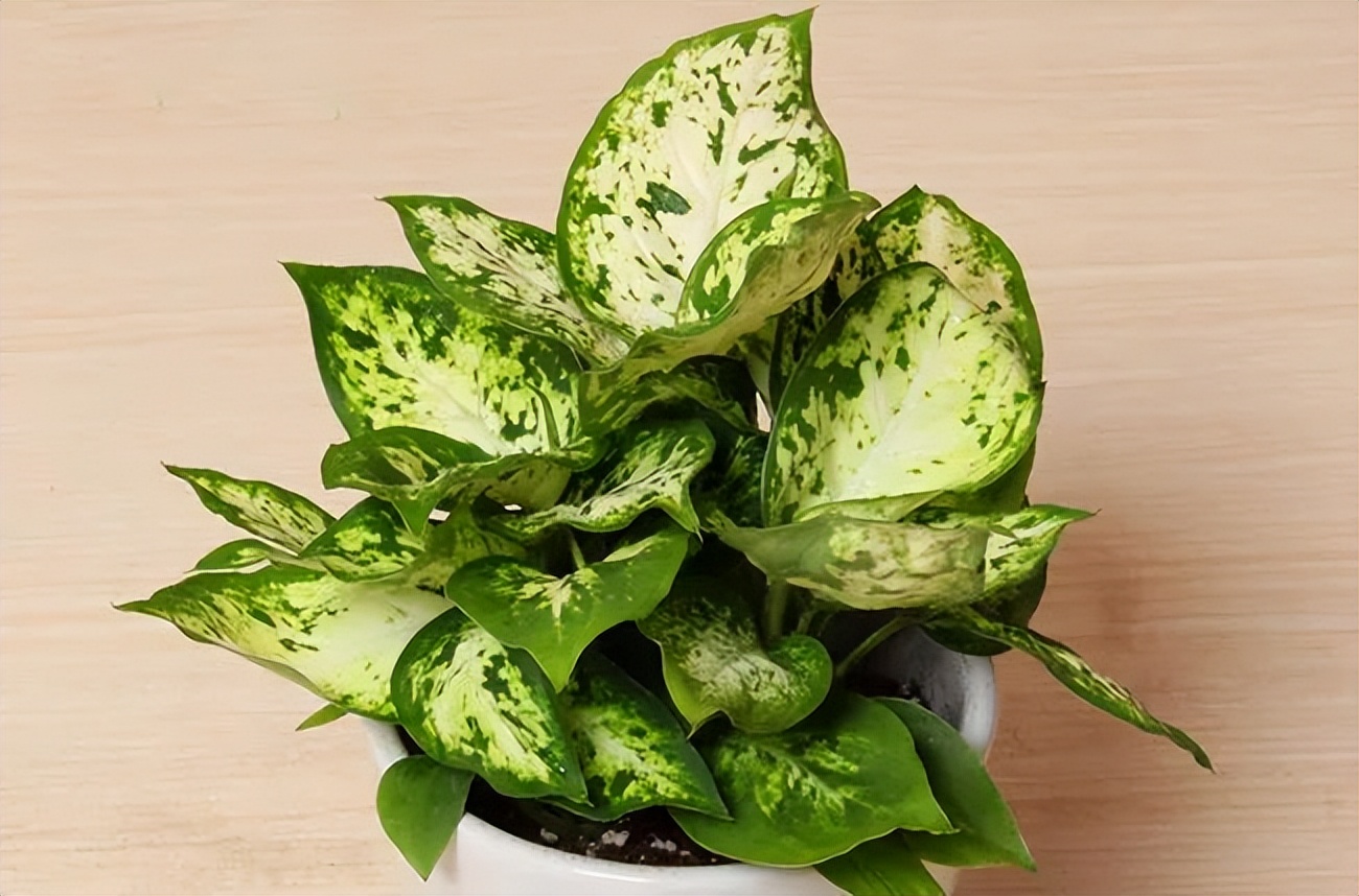 吸甲醛超强的十五种植物,新房如何种植去甲醛植物