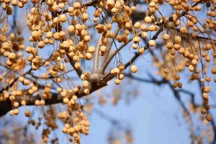 如果你来淄博，一定要来西六路，打卡美丽的苦楝树