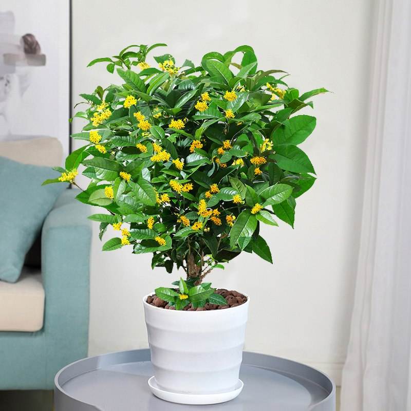 好养的可以泡茶的花,有哪些花可以作盆景