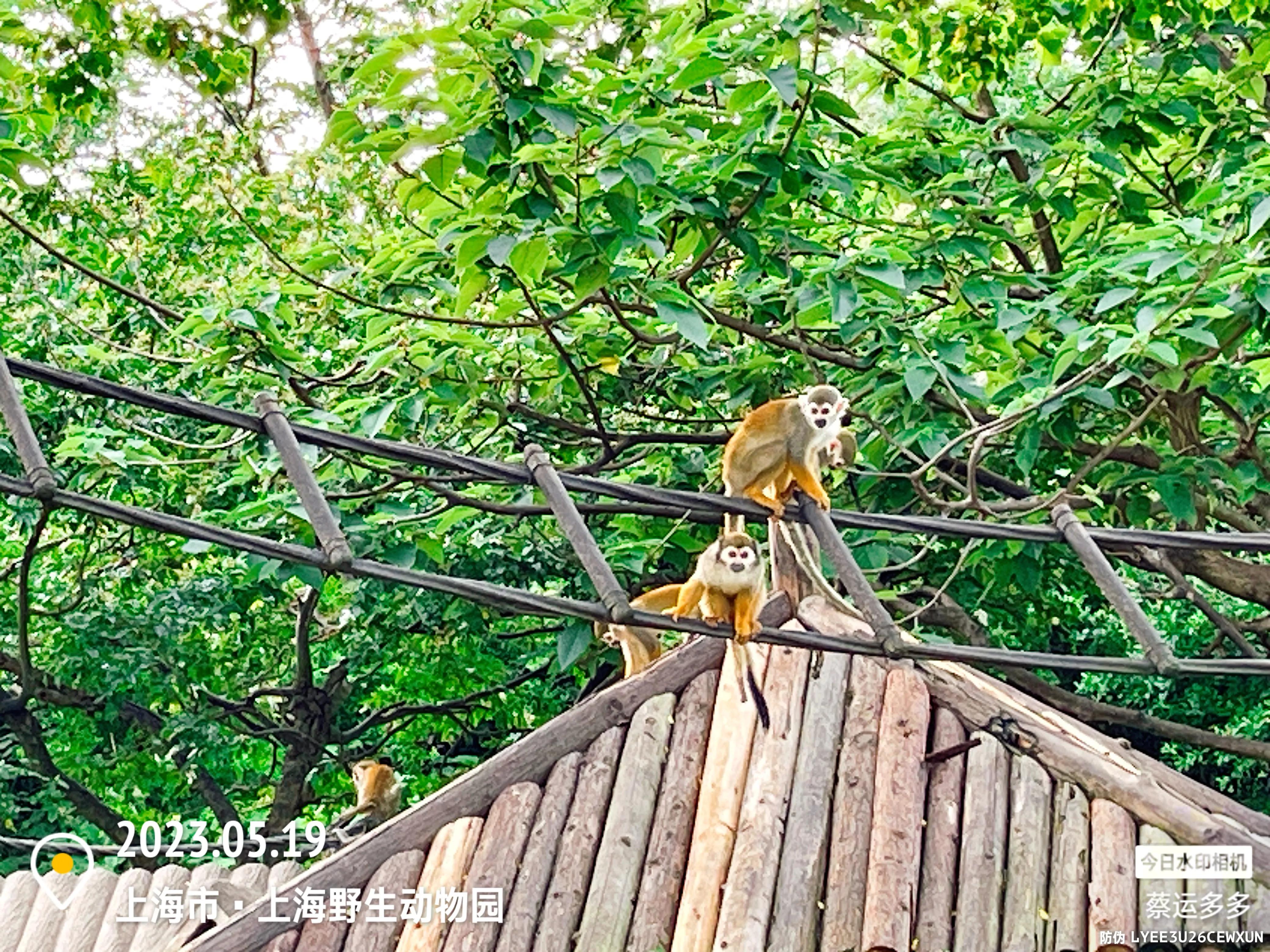 我喜爱的动物是小猫,什么动物招人喜爱
