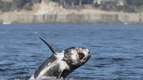 十大经典抓拍照片,100张绝美摄影照片