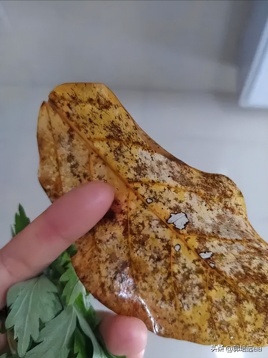 一小伙卖树叶一天挣12000,贵州女子巧用树叶赚大钱