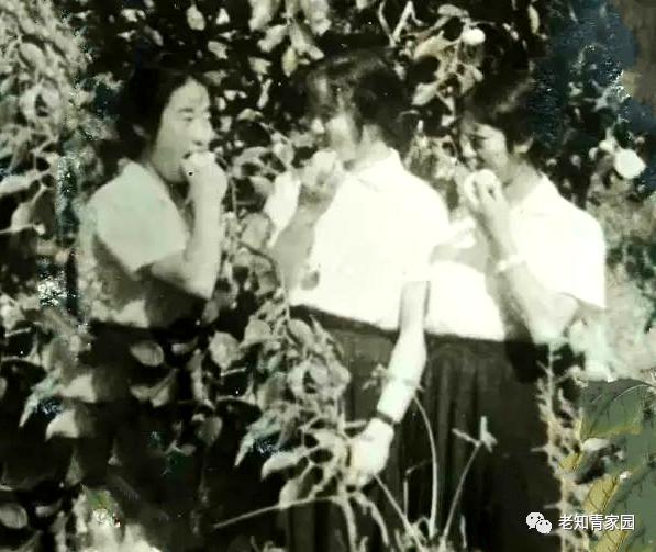 我的苦乐人生——下乡九年的蹉跎岁月