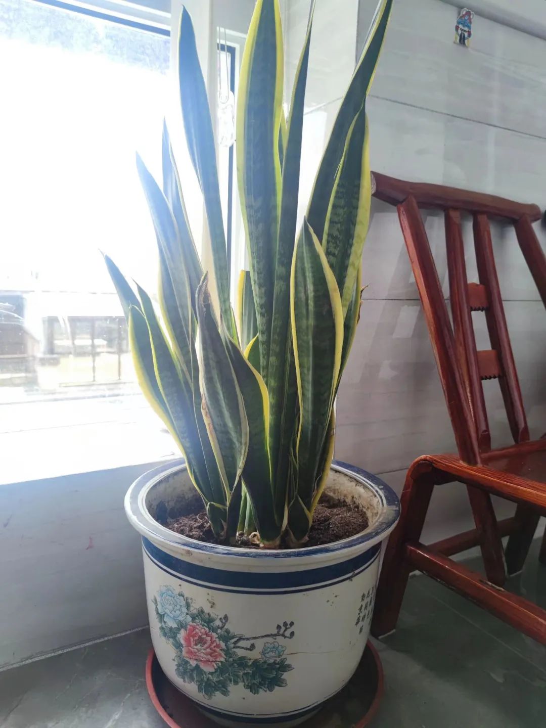 客厅大叶招财绿植,客厅镇宅招财的大绿植