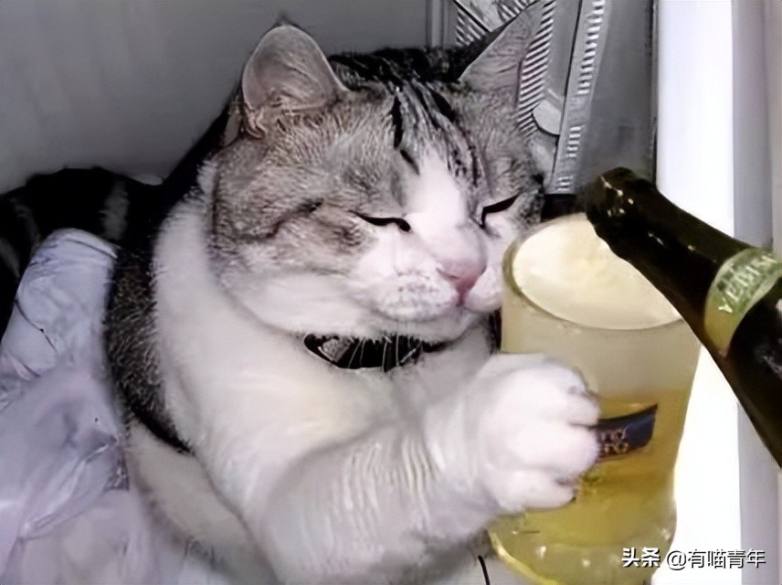 “谁再给猫喝酒，我扇烂ta的嘴巴！”