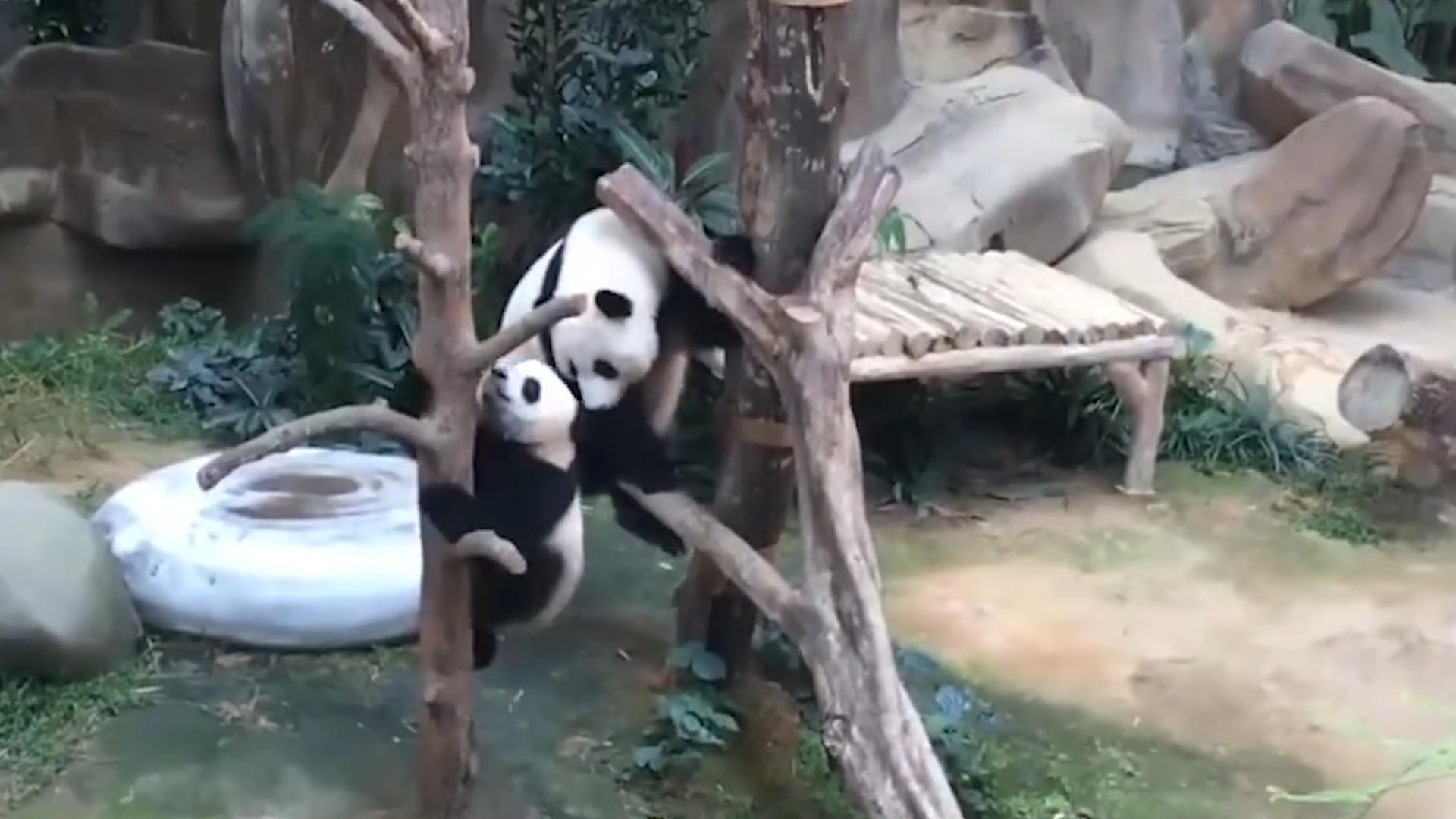 熊猫因为太能吃，1年花费400万，竟然被别国“退货”？