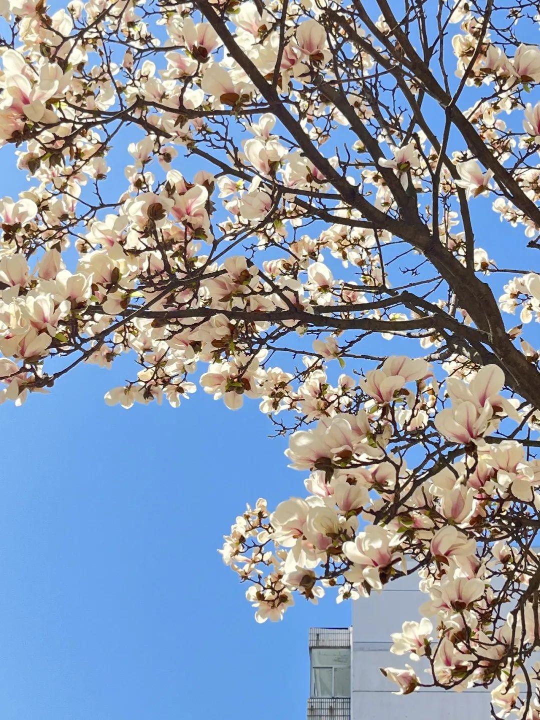 【美哉第一山】携一缕春风，把校园美景与你分享