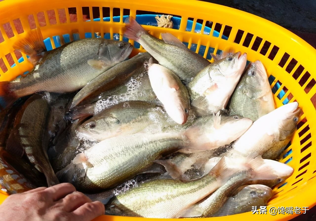 买鲈鱼公的好还是母的好,买鲈鱼大的好还是小一点的好