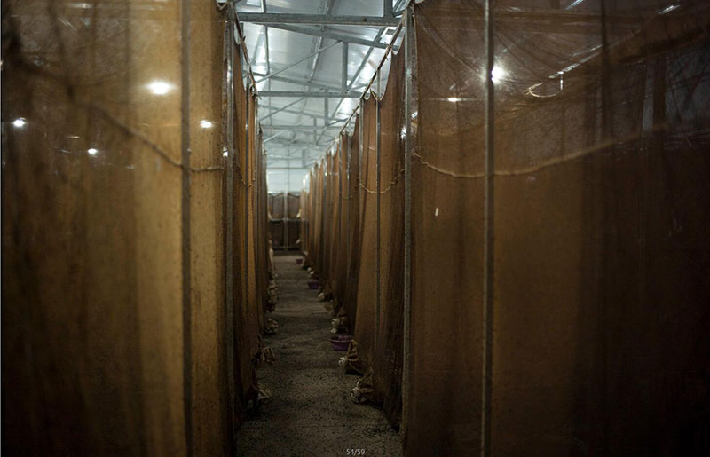 怎样彻底除苍蝇和蛆呢,苍蝇到底有多烦人