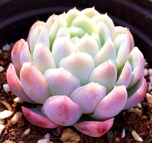 多肉乙女心虹之玉,多肉乙女心浆果虹之玉区别