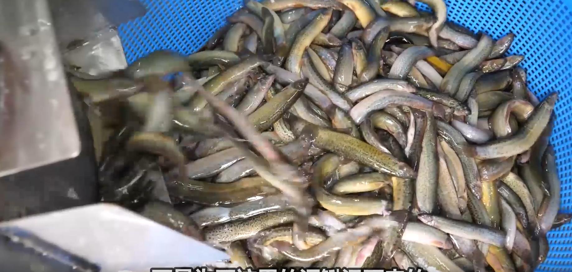 韩国大补汤泥鳅,韩国正宗泥鳅汤