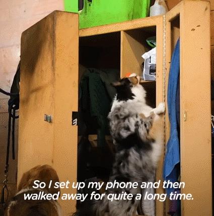 边牧和澳牧的混血狗狗,漂亮狗狗澳牧