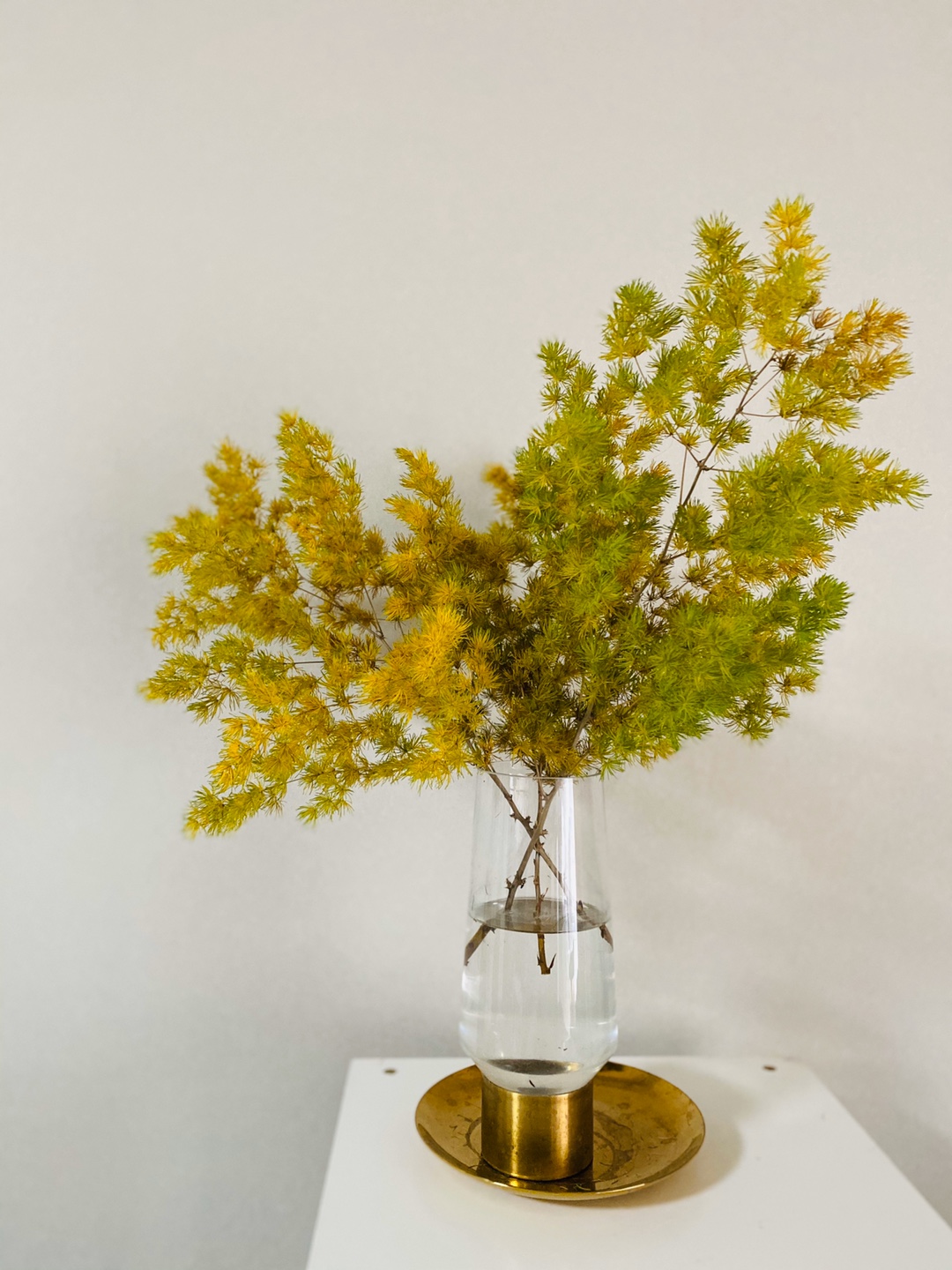 极简省钱又环保的居家生活,4款高颜值家居绿植