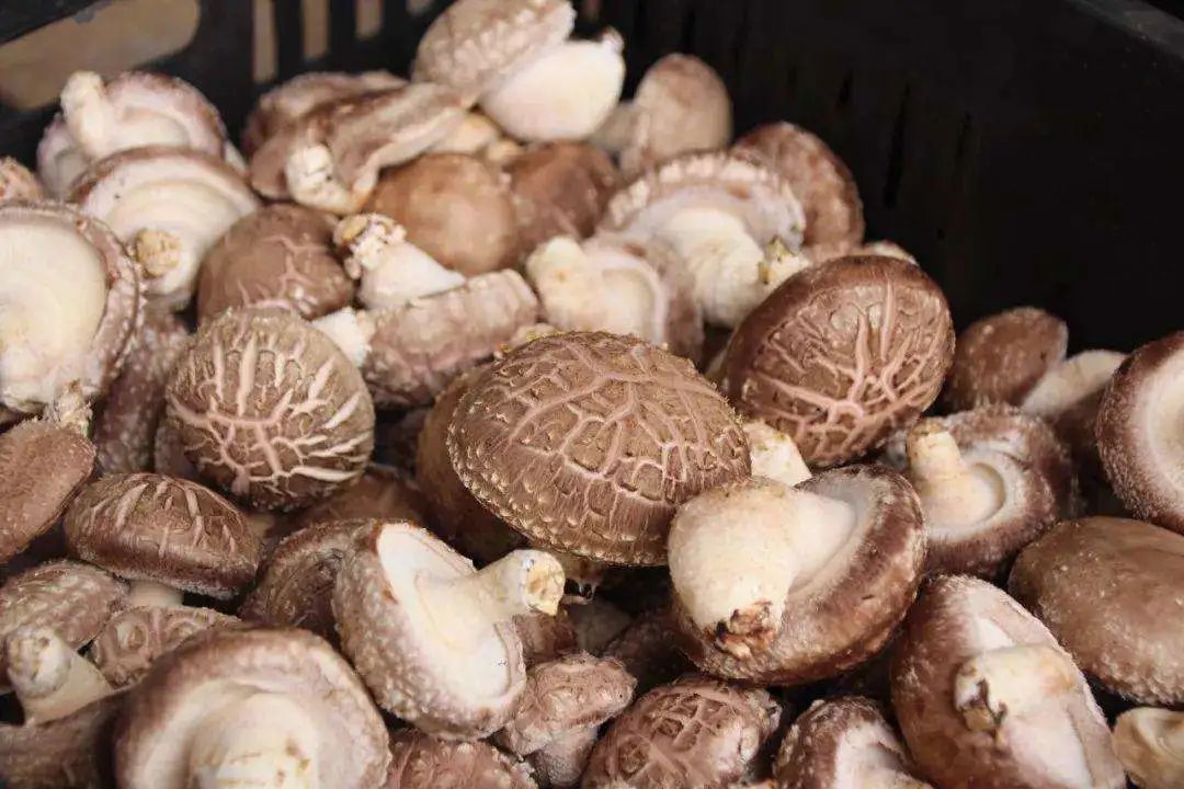 浙江人常吃的蔬菜有哪些,幼儿园常吃的蔬菜有哪些