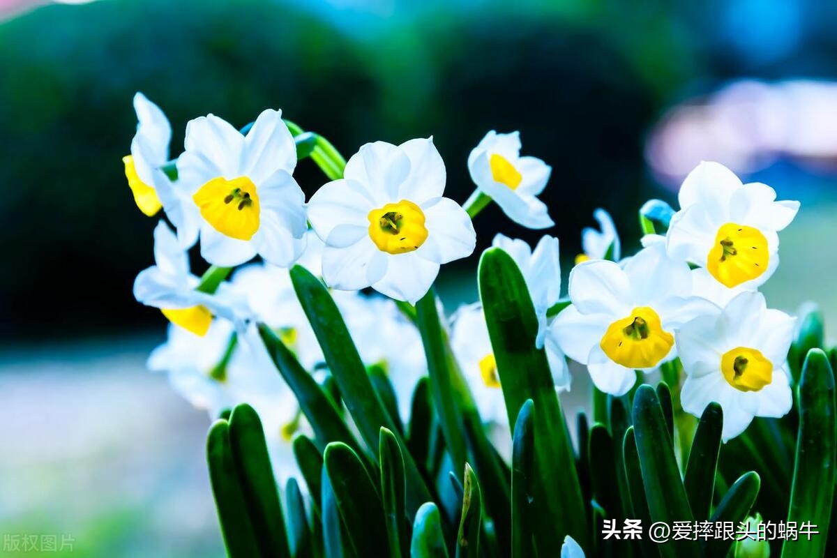 十二花神图谱完整版,工笔画十二花神欣赏