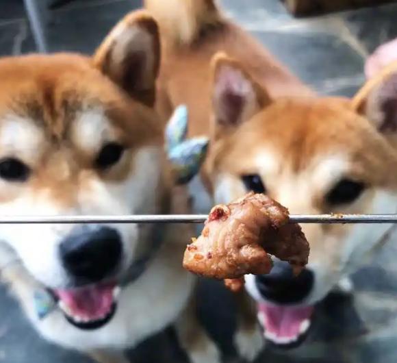 没救了，我家傻狗以为是我“亲生”的