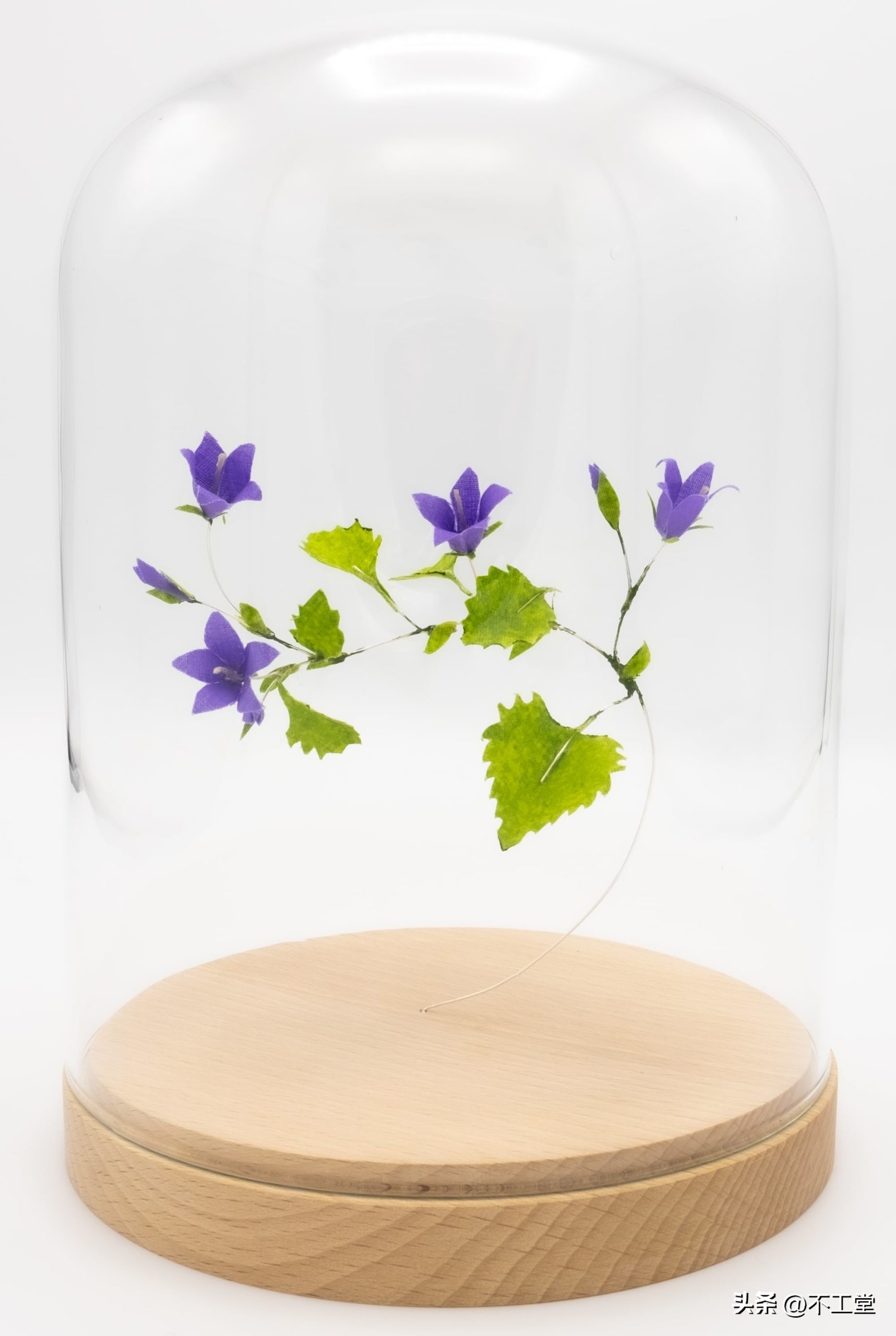 手工压花康乃馨植物标本,中学生手工植物标本