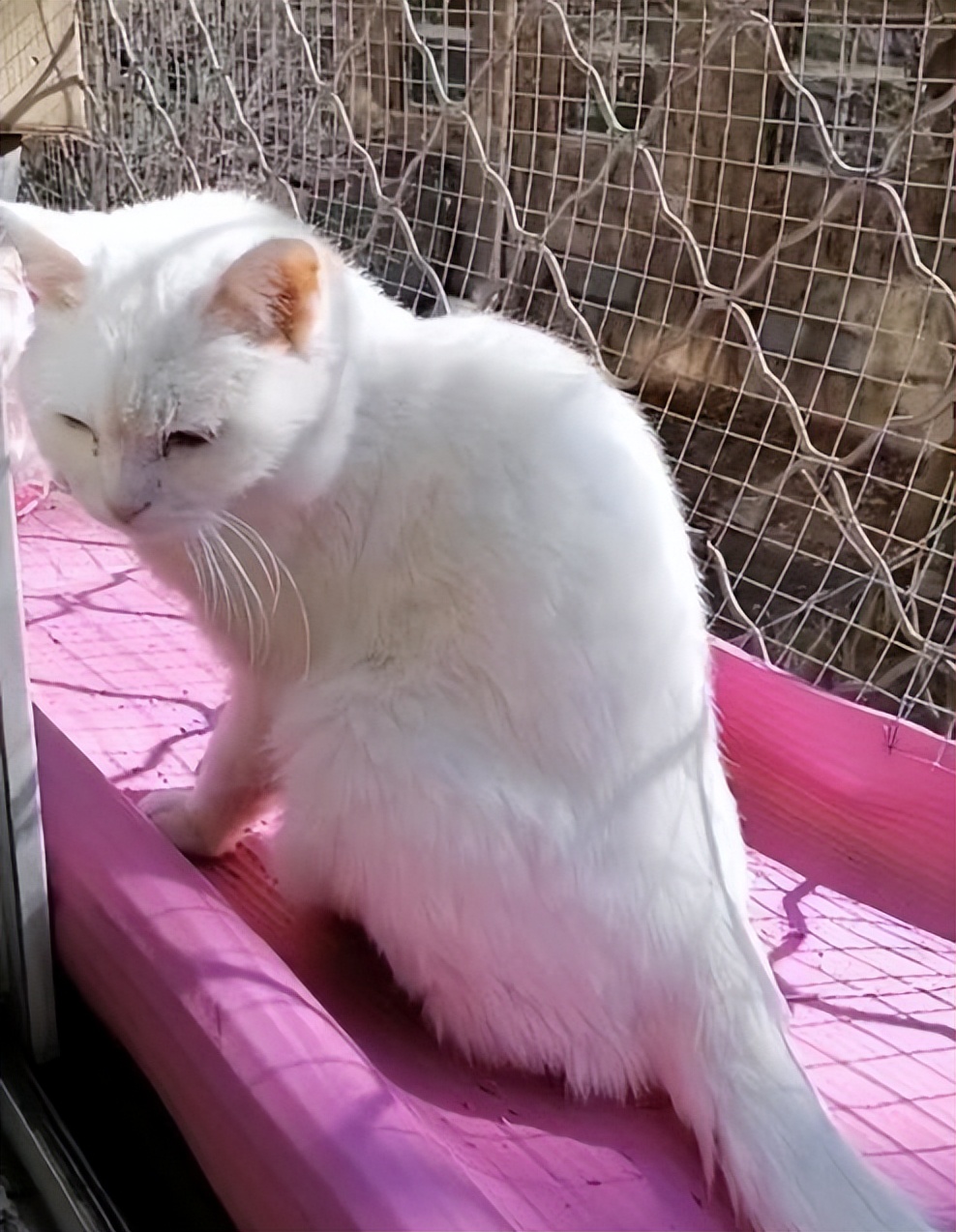 胺肾对三期肾衰猫咪有效果吗,猫咪尿闭引起肾衰怎么治疗