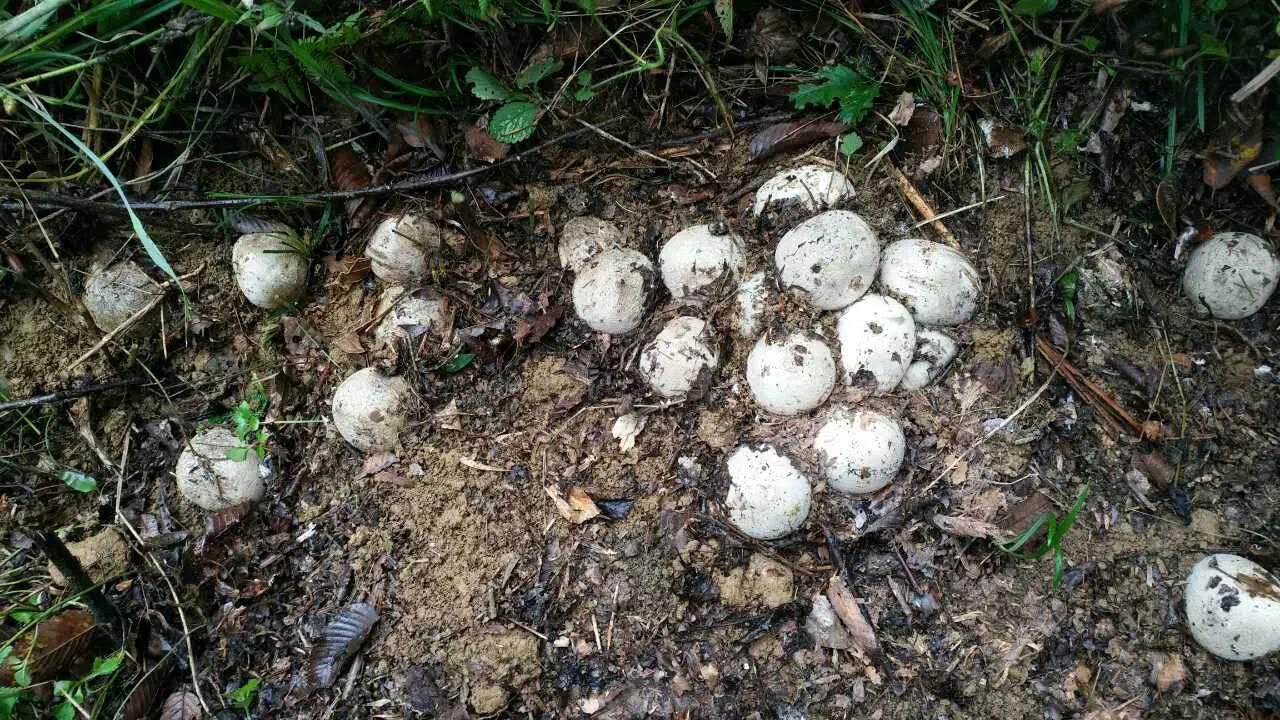 卧室内惊现毒蛇,长沙一家出现毒蛇