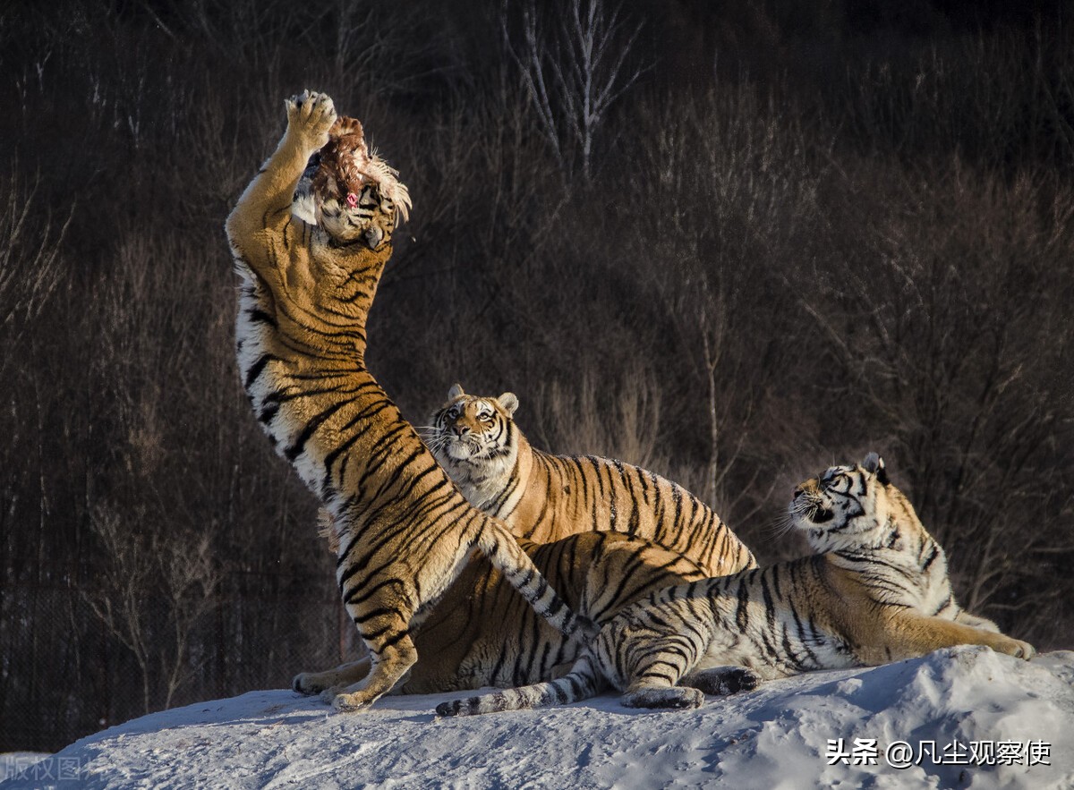 十二生肖挂件寅虎,十二生肖之寅虎