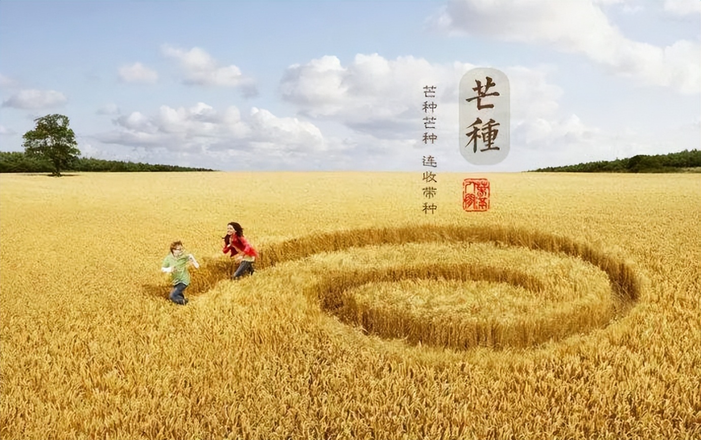 芒种是南方收麦和北方种稻时吗,忆起儿时收麦忙芒种时节杏又黄