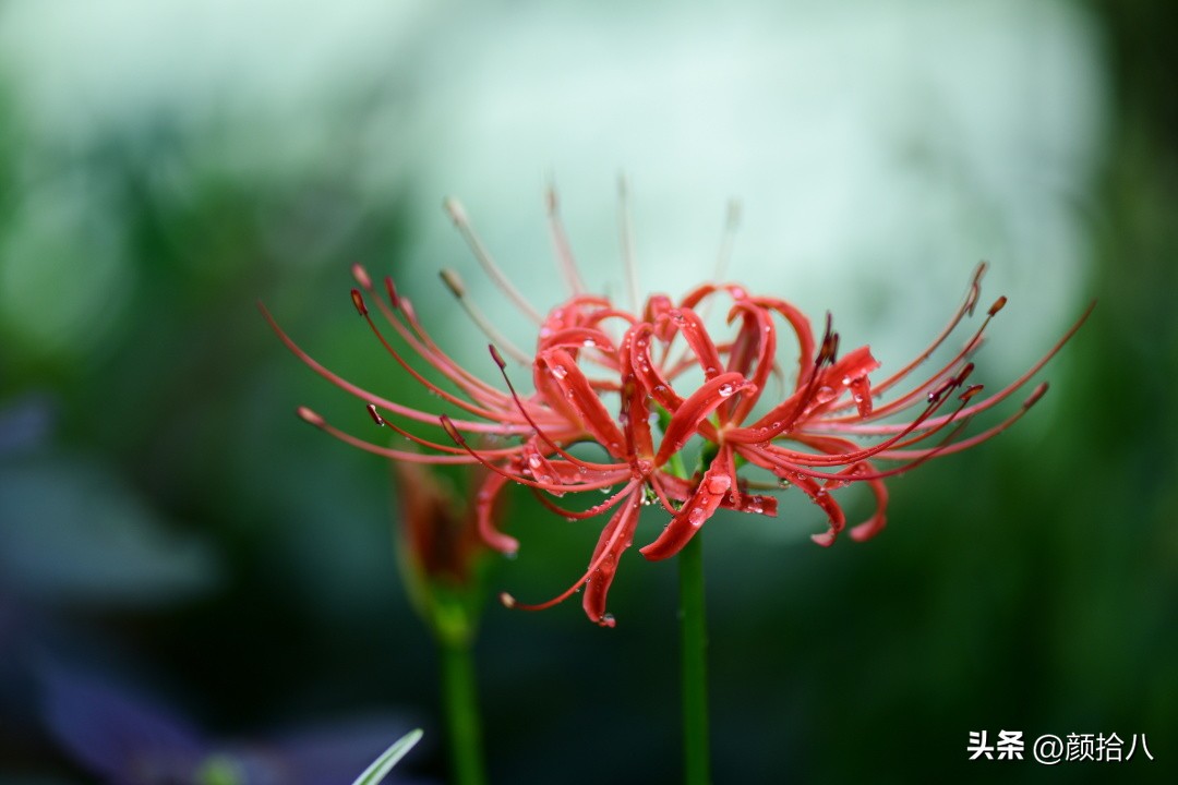 流放到菜地的花儿们，尽情绽放吧，不管在哪里｜园丁