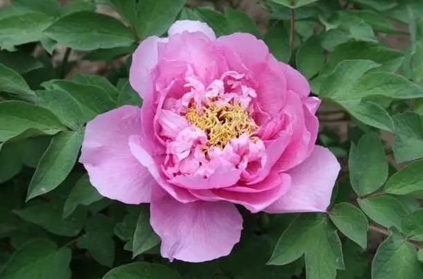 5月至7月有哪些花开,6月有哪些花开