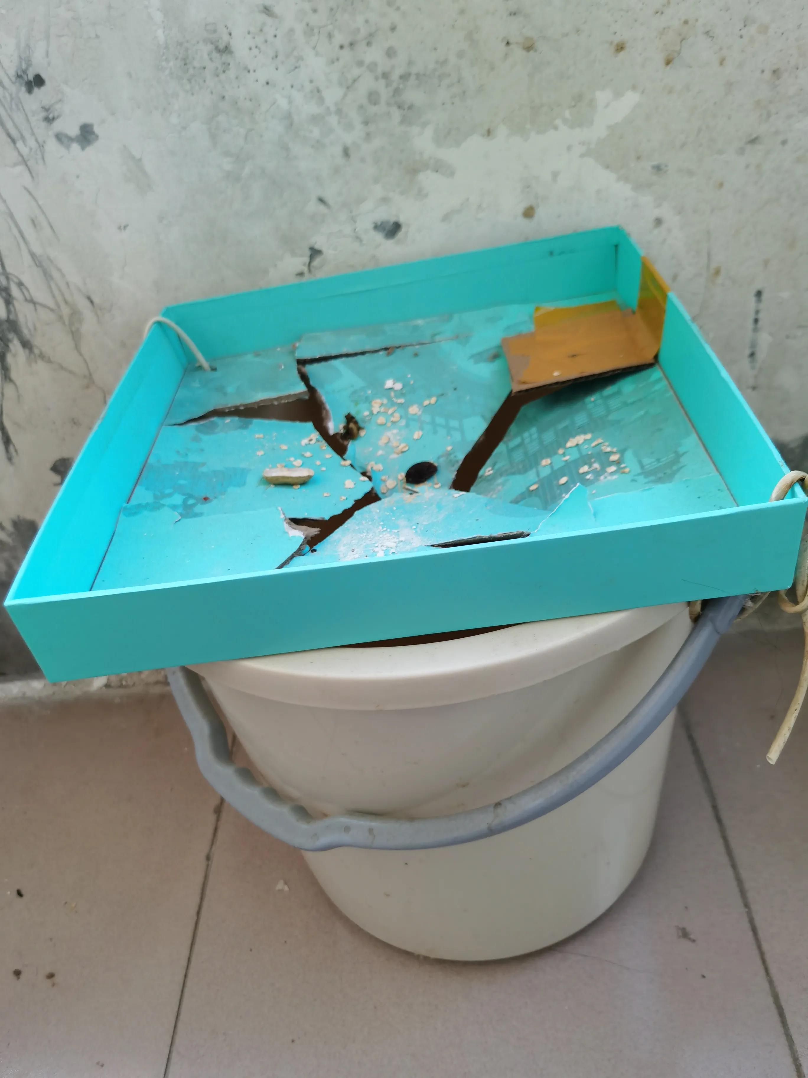 灭鼠的100种方式,专业灭鼠公司一般灭鼠都用啥方法