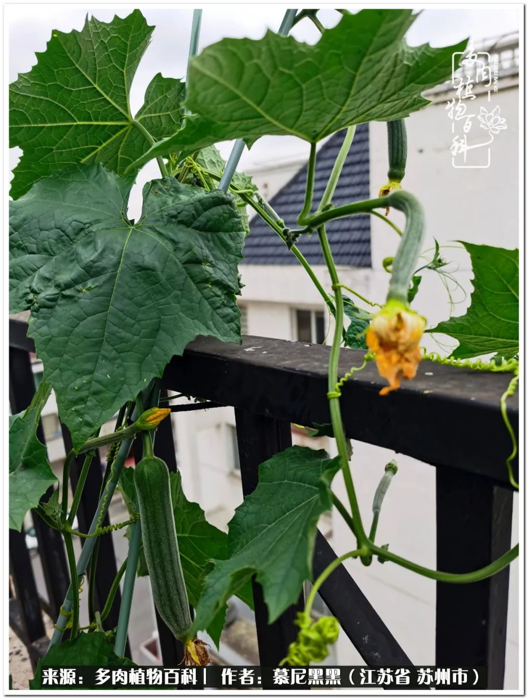 生活需要三分甜,生活需要一半禅意一半烟火