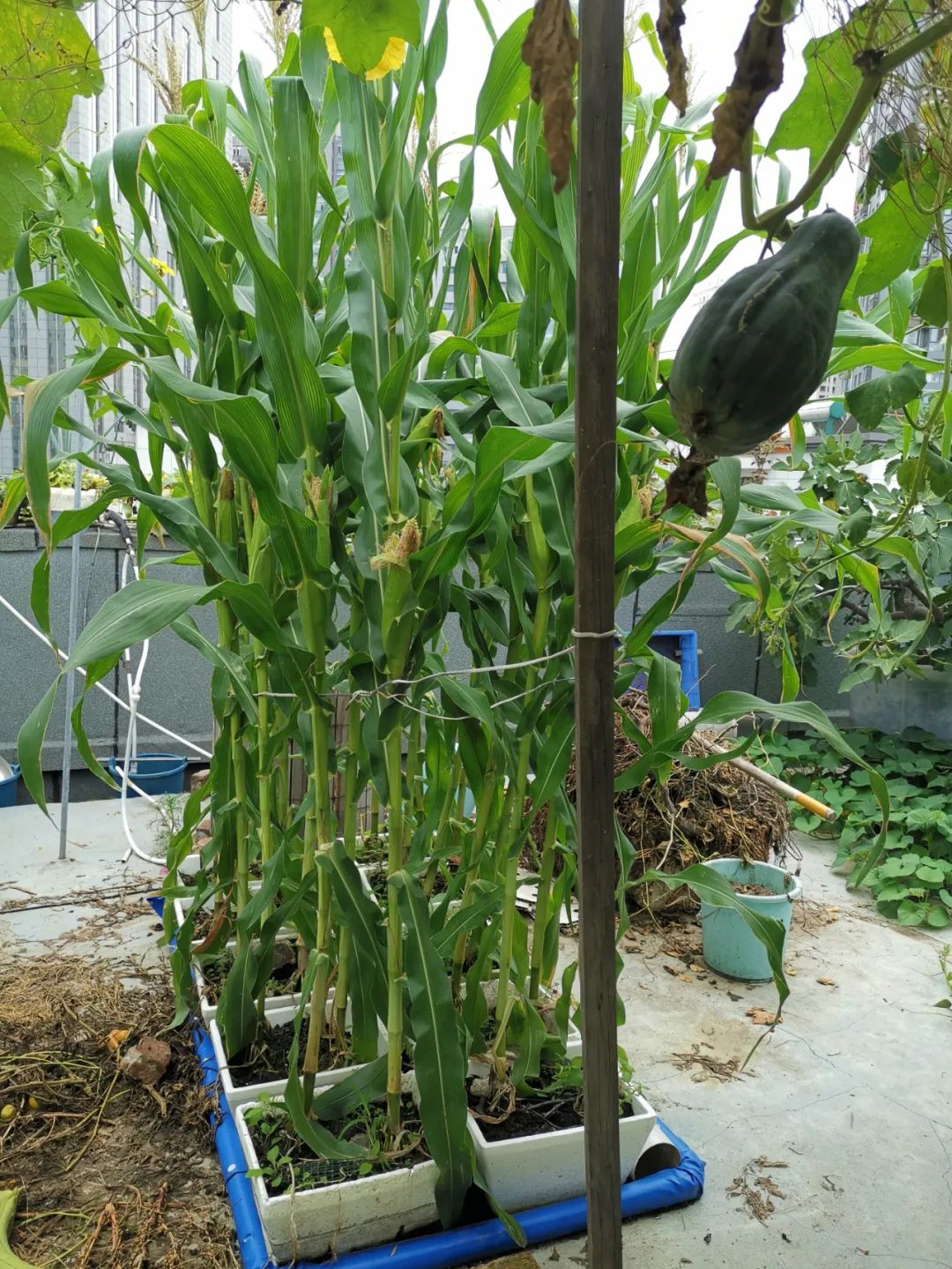 浅池二培,浅池厌氧