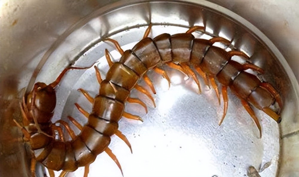 很久以前的蜈蚣最大能长到多大,史上最大的蜈蚣长1000厘米