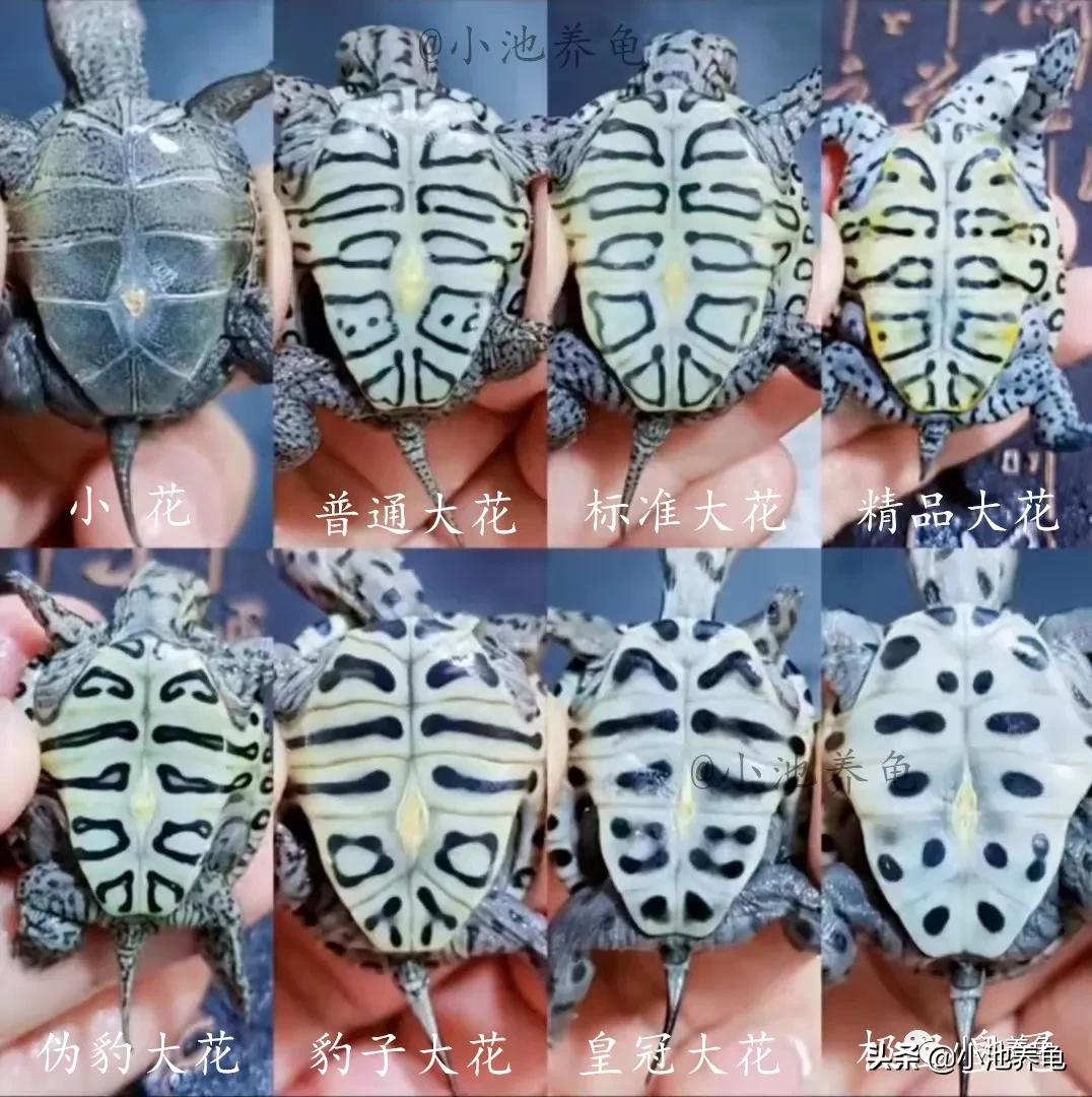 钻纹龟怎么干养,钻纹龟怎么养白