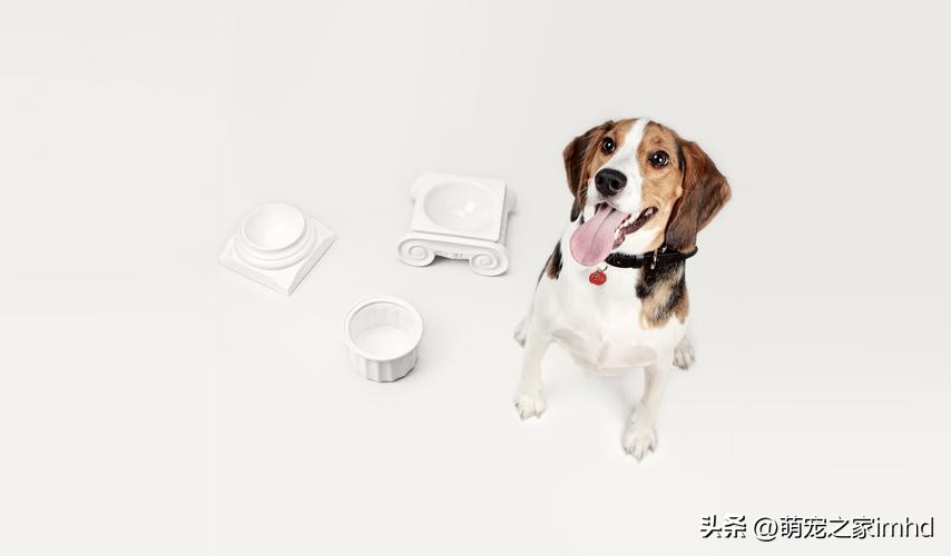 宠物用哪个碗不容易有细菌,宠物天天洗澡会怎么样