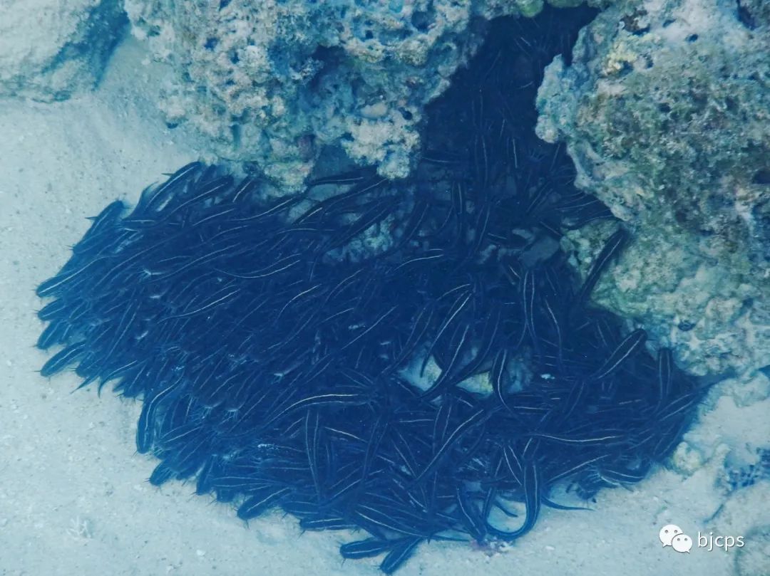 塞班岛免签政策45天还是14天,为什么塞班岛免签