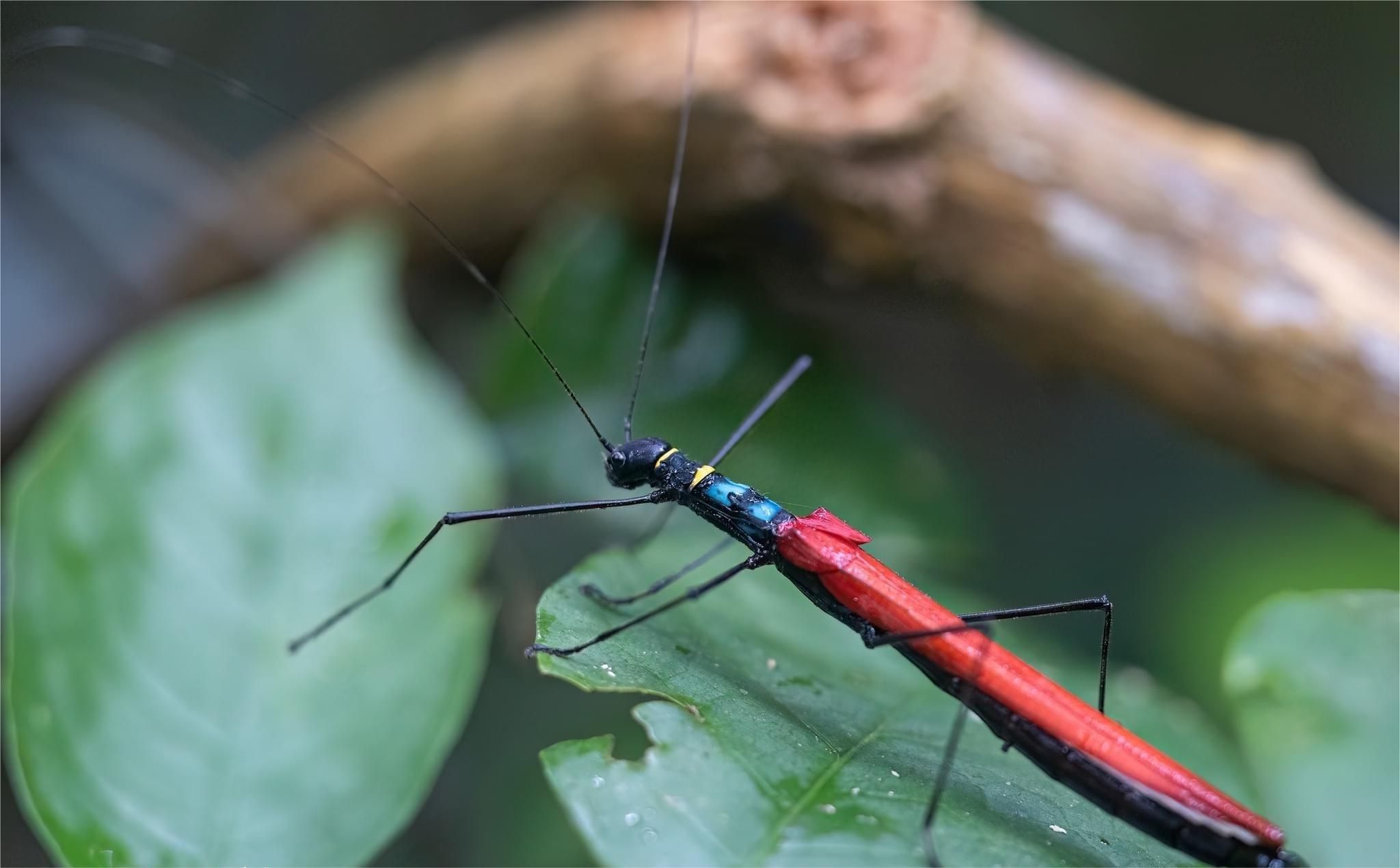一张图看懂神奇动物,这些罕见的神奇动物到底有多可怕
