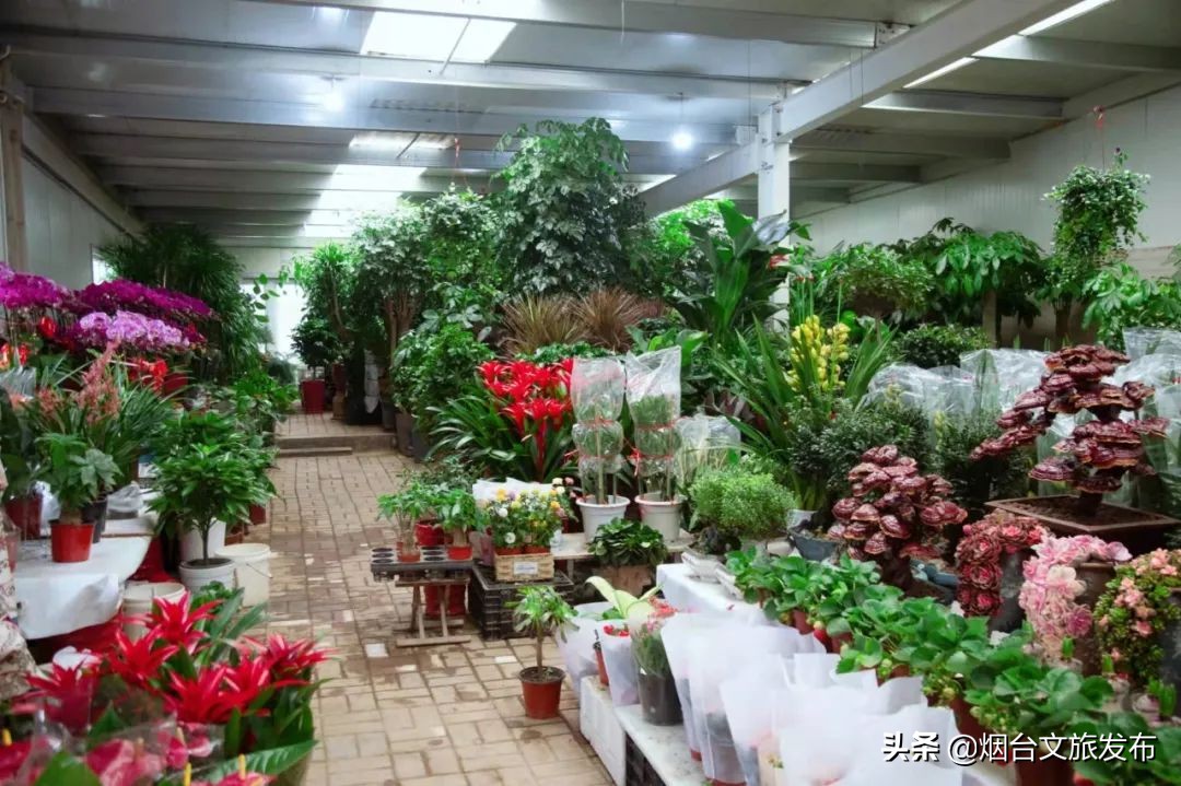 烟台祥和花鸟市场,烟台花鸟市场