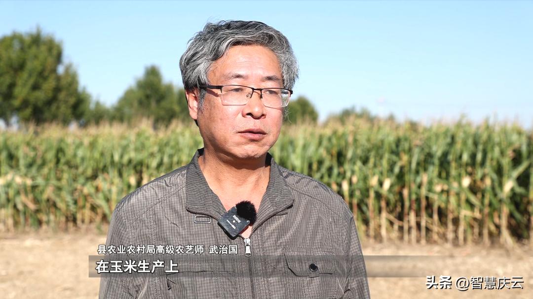 山东高产玉米品种亩产多少公斤,今年农户玉米亩产量