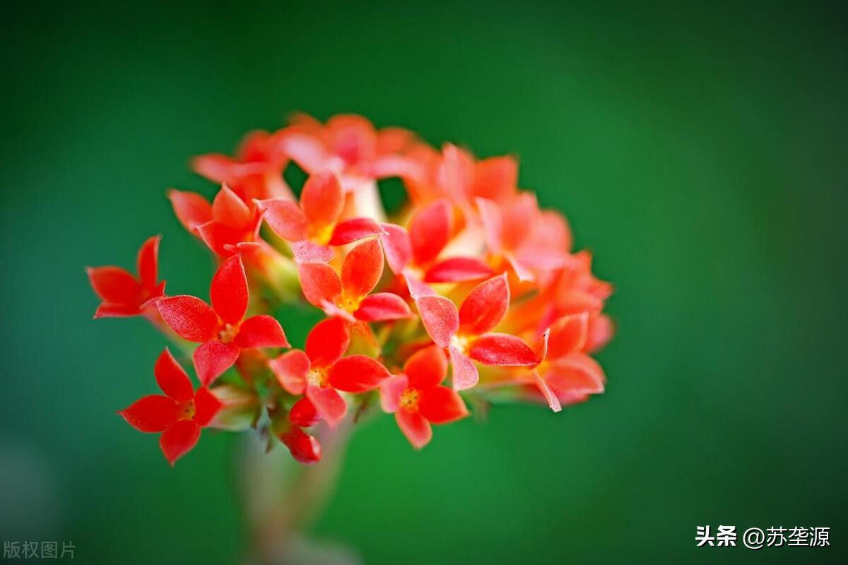 黄白花的长寿花品种,长寿花圣诞节还没长花苞