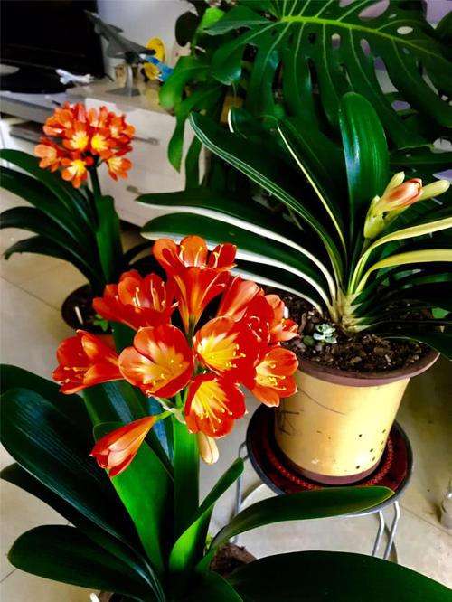 新手养护君子兰注意这三点,养君子兰避开3个误区叶大花又艳