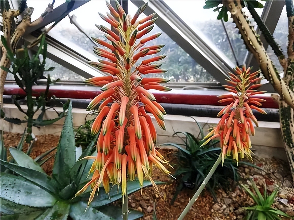 寓意吉利的花有哪些,哪一种花寓意带来好运