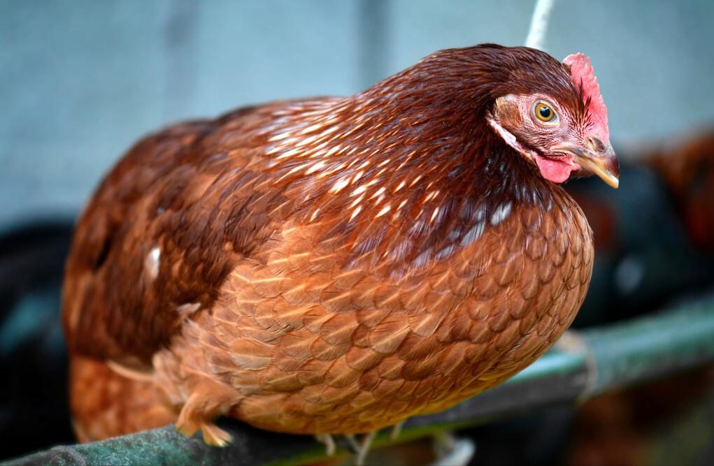 鸡宝一克能卖7-25万是真的吗,鸡宝真的能价值百万吗