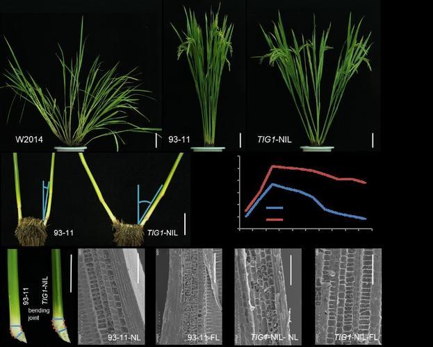 米糠营养价值研究,农业技术益处