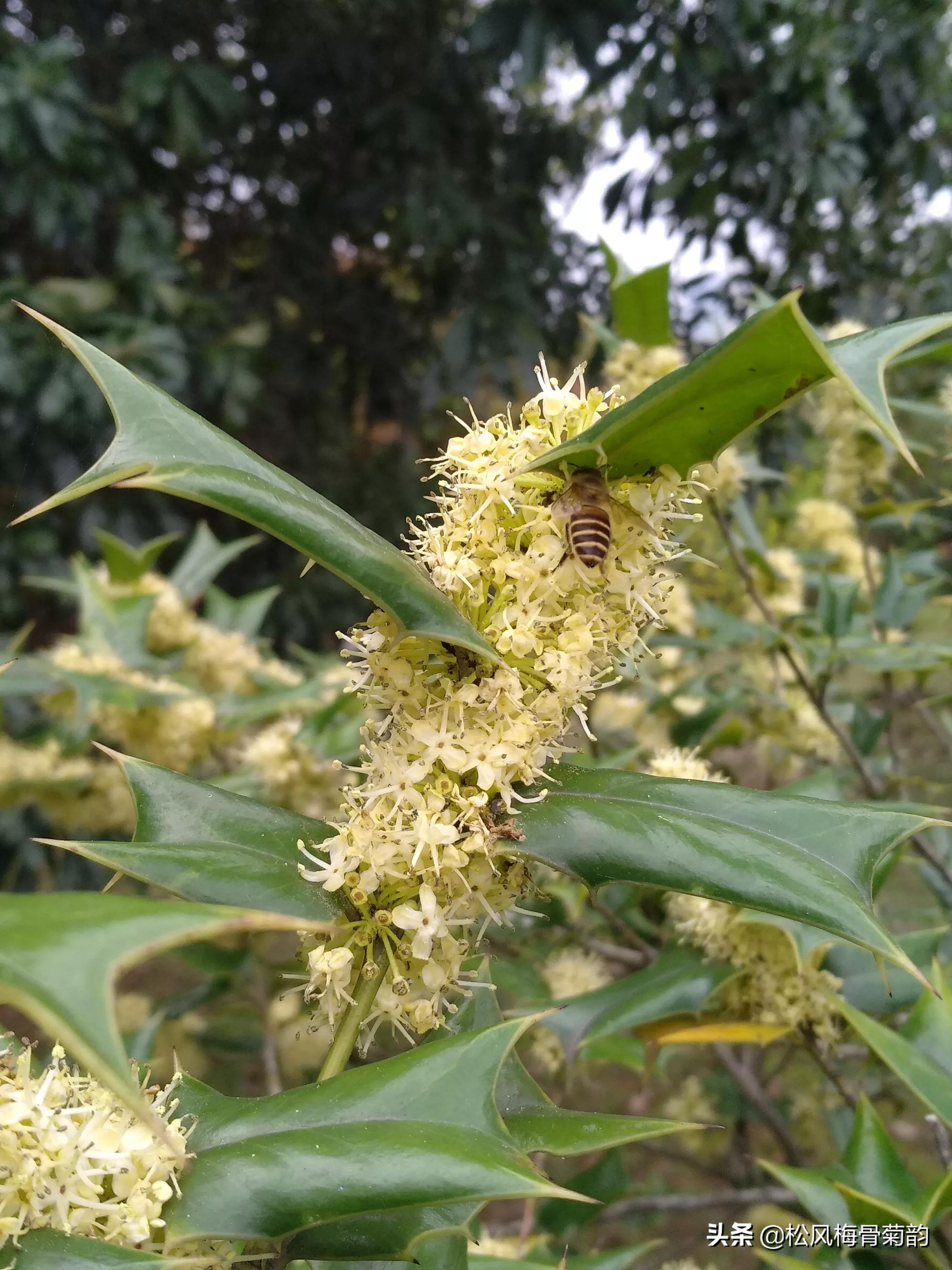 猫儿刺花香,猫儿刺为什么开花不结果