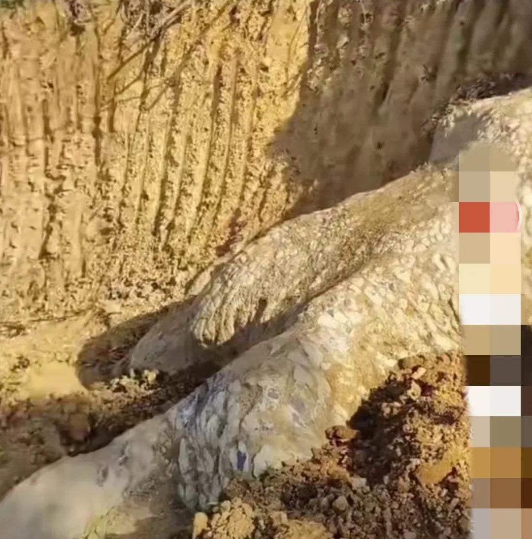 邵阳挖出龙的化石,湖南武冈挖出“龙身化石”