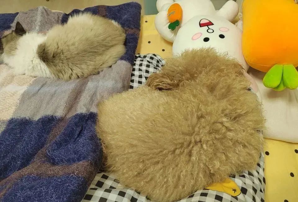 你知道兔子吃不吃草吗,你知道小兔兔吃的是什么吗